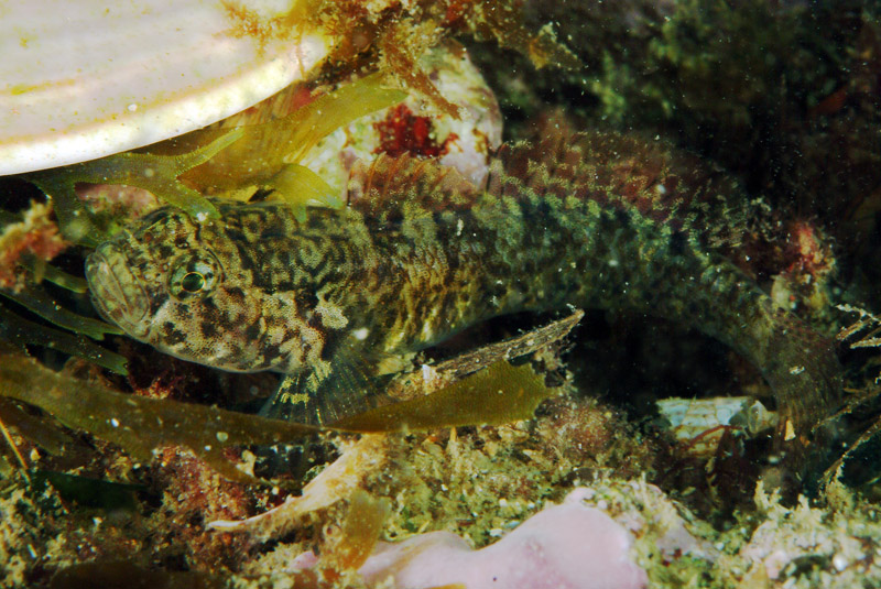 Gobius incognitus e Zebrus zebrus